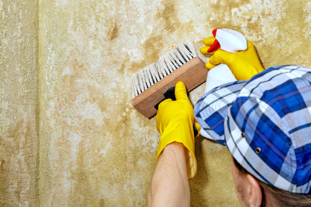 Flanders, NJ Mold Removal Company