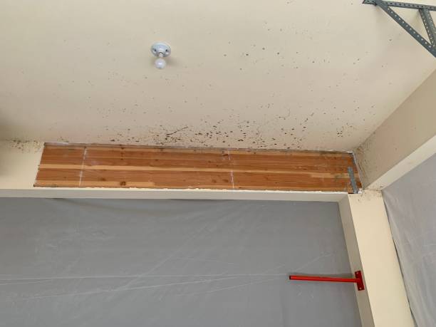 Best Crawl Space Mold Remediation  in Flanders, NJ