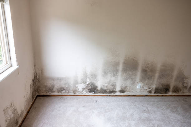 Best Emergency Mold Remediation  in Flanders, NJ